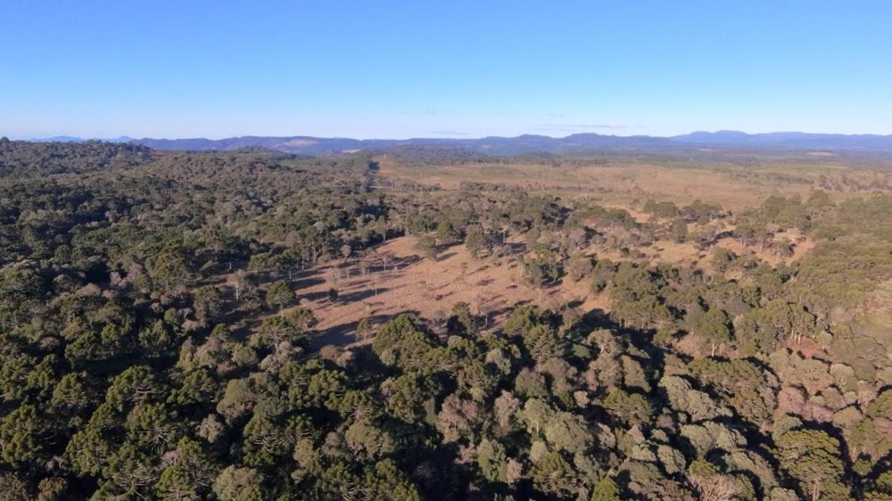 Fazenda - Venda - Pedras Brancas - Lages - SC